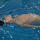 Контрольные соревнования «Переводные экзамены для учащихся отделения адаптивного спорта (плавание)