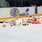 На хоккейном матче «Дизель» - «Сокол» состоится благотворительная акция «Принеси на матч мягкую игрушку!»